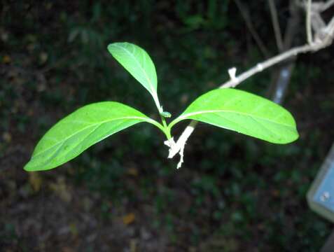 Image of Citharexylum spinosum L.