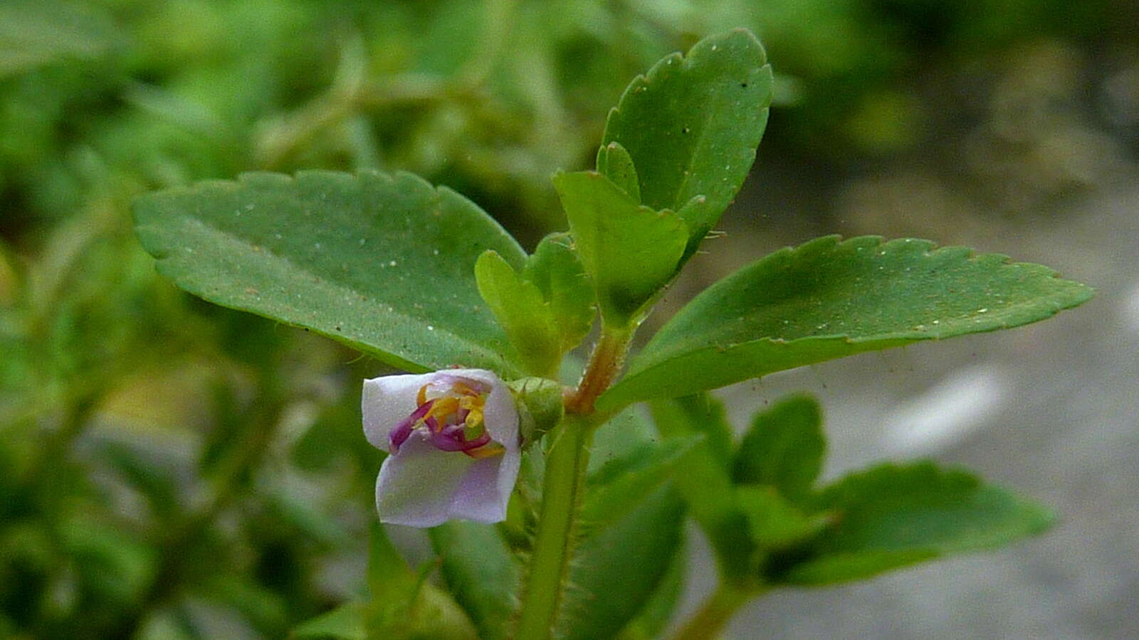 Image of Acisanthera hedyotidea (C. Presl) Triana