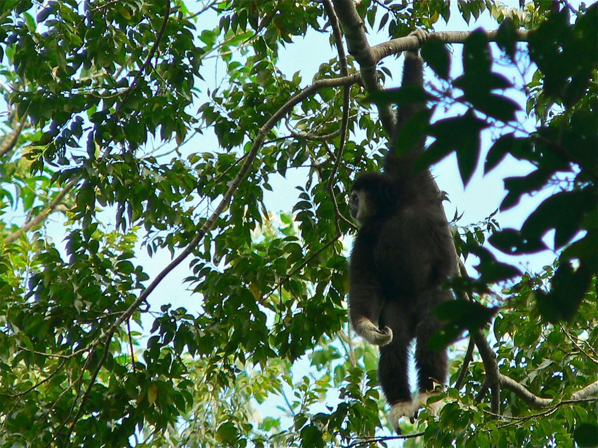 Image of White-handed Gibbon