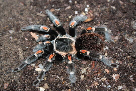 Image of Mexican flameknee tarantula