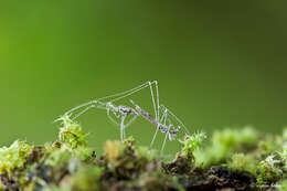 Image of thread-legged bug