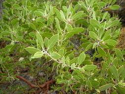 Image of pointleaf manzanita