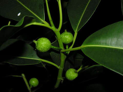 Ficus crassiuscula Warb. ex Standl.的圖片