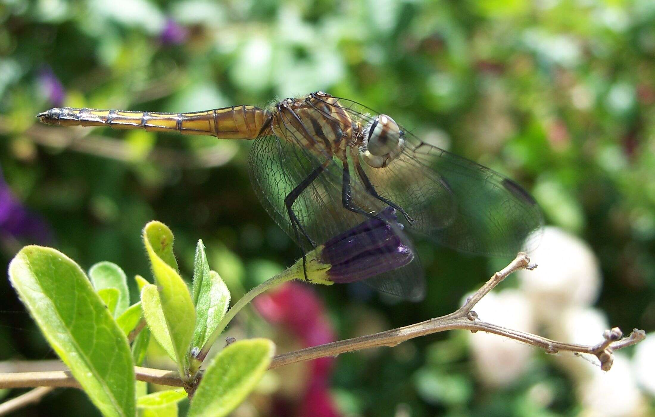 Image of Blue Dasher