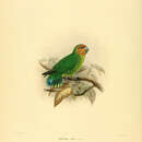 Imagem de Micropsitta pusio (Sclater & PL 1866)