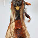 Image of Ichneumon grandicornis Thomson 1886