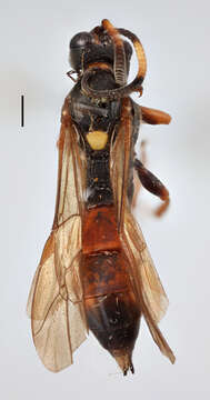 Image of Ichneumon grandicornis Thomson 1886