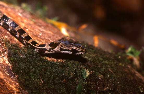 Image of Mastigodryas Amaral 1935