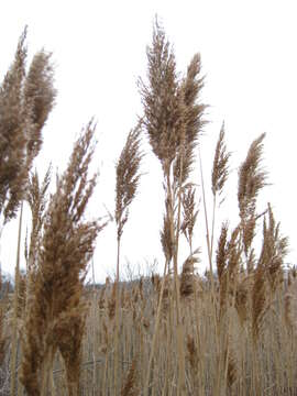 Image of common reed