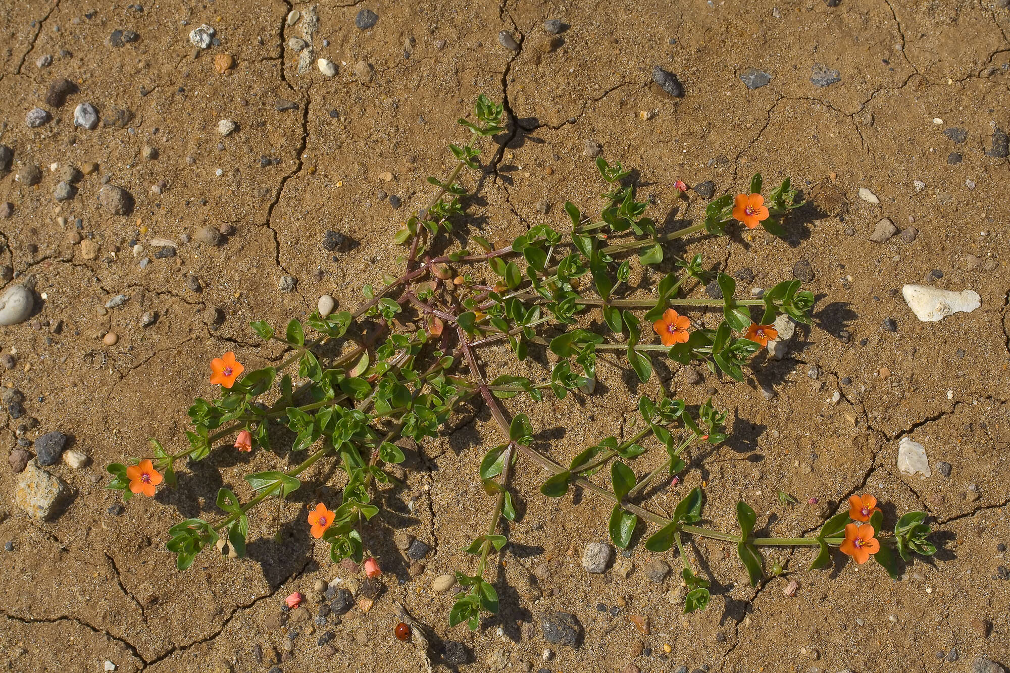 Imagem de Lysimachia foemina (Mill.) U. Manns & Anderb.