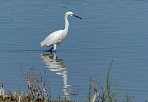 Image of Little Egret