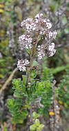 Image de Valeriana microphylla Kunth