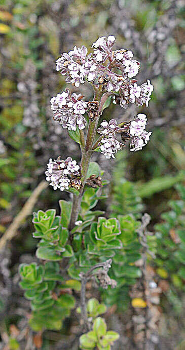 Imagem de Valeriana microphylla Kunth