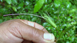 Image of Ruellia affinis (Schrad.) Lindau