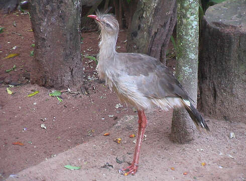 Image of Cariama Brisson 1760