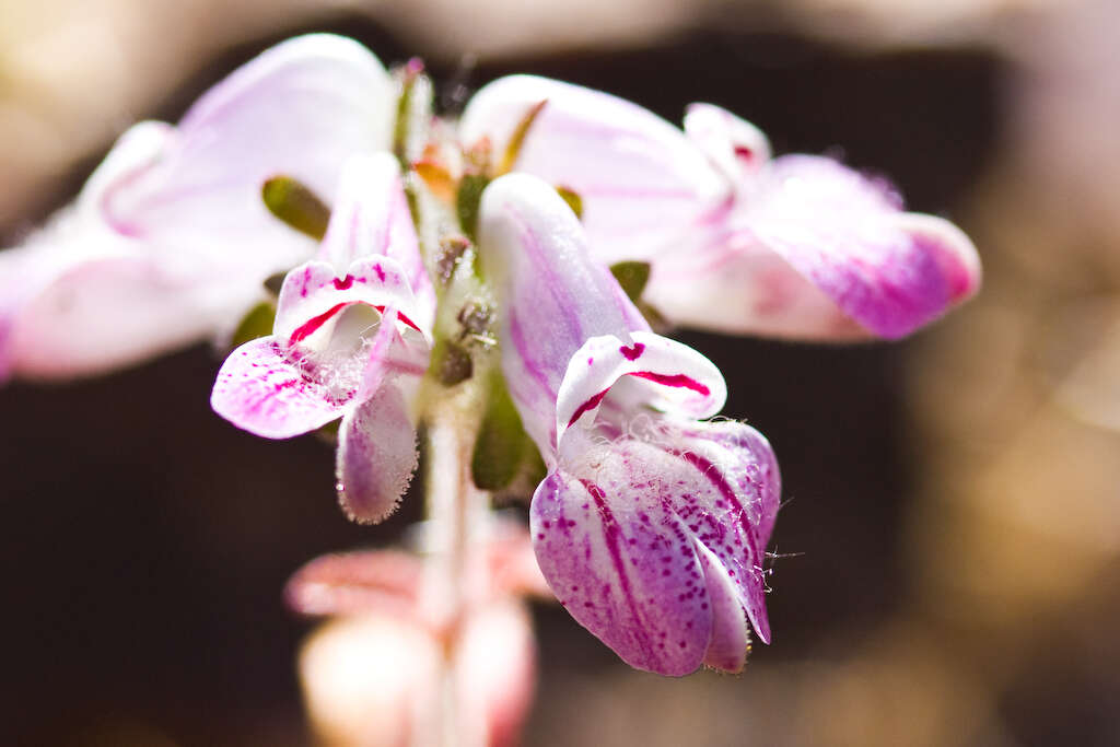 Image of Collinsia