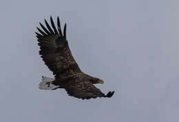 Image of White-tailed Eagle