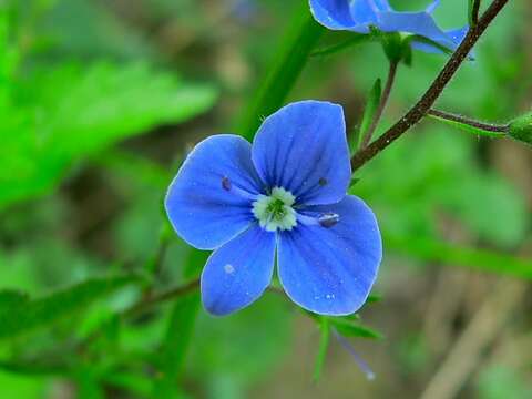 Image of bird's-eye speedwell