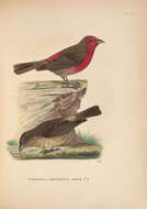 Image of Red-fronted Rosefinch