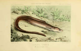 Image of Conger Eel