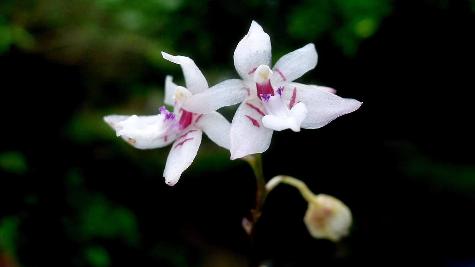 Image of Paradisanthus bahiensis Rchb. fil.