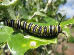 Image of Monarch Butterfly