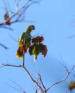 Image of Orange-winged Amazon