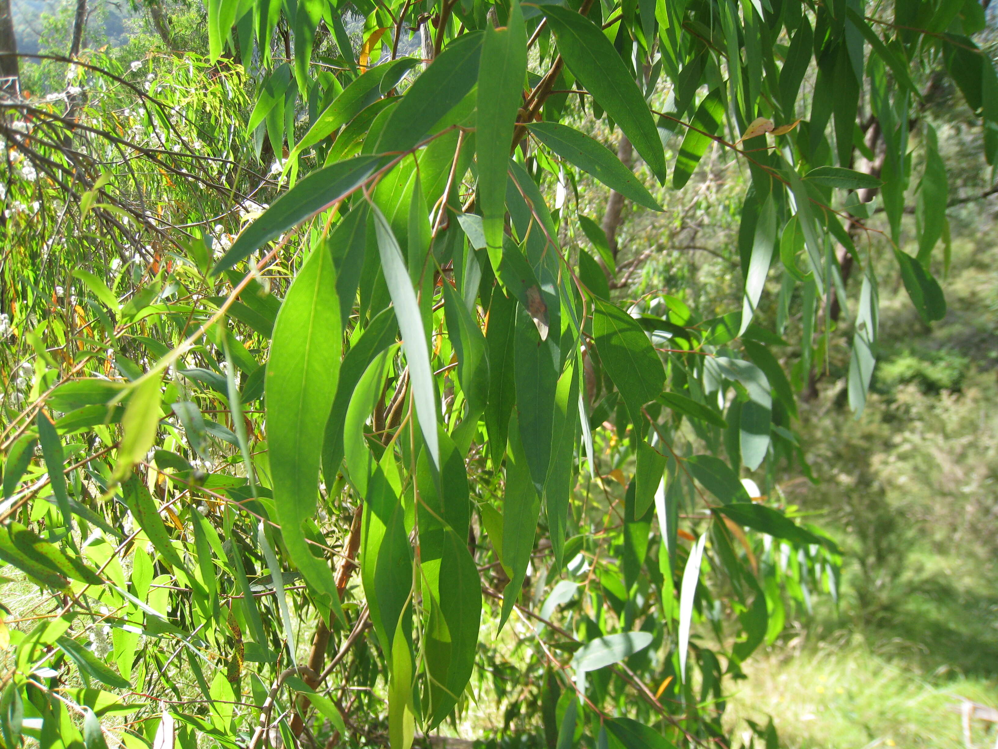 Imagem de Eucalyptus radiata A. Cunn. ex DC.