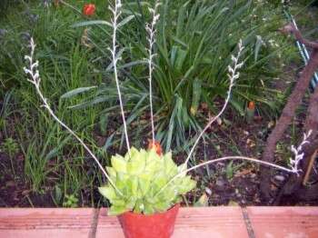 Haworthia cymbiformis (Haw.) Duval resmi