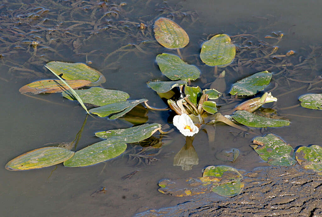 Image of Ottelia ovalifolia (R. Br.) Rich.