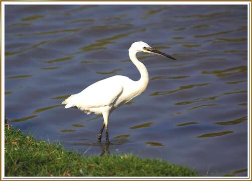 Image of Little Egret