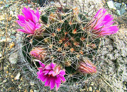 Image of Wright's Fishhook Cactus