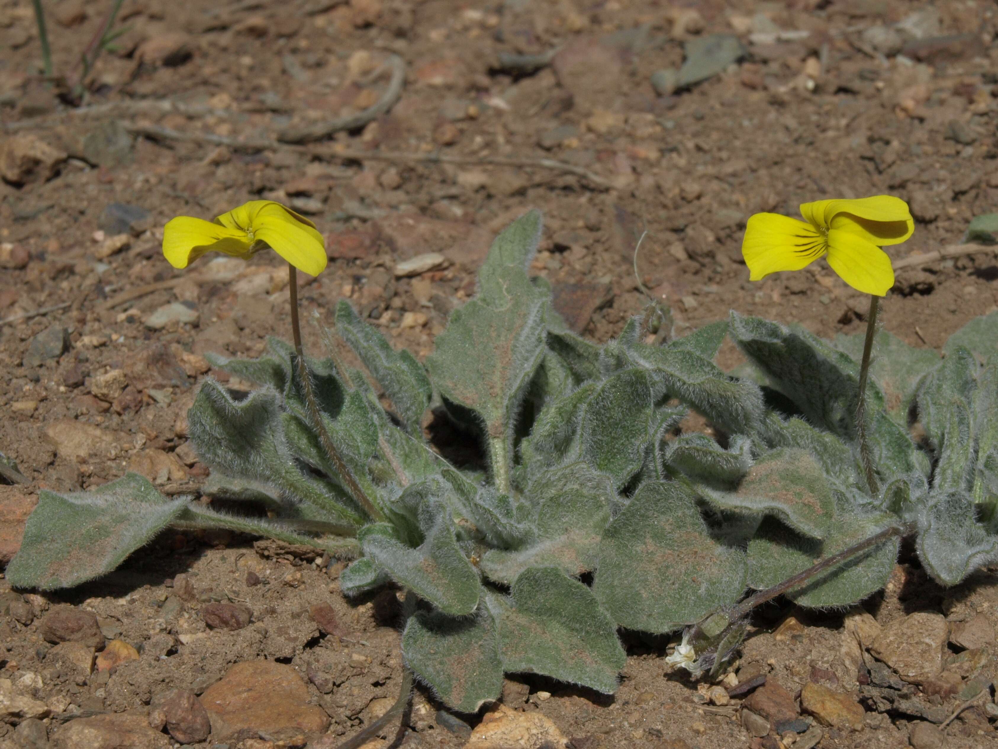 Image of Goosefoot Violet