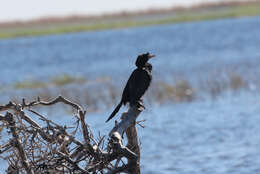 صورة <i>Phalacrocorax africanus</i>