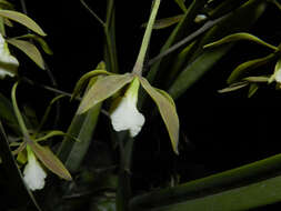 Слика од Encyclia stellata (Lindl.) Schltr.