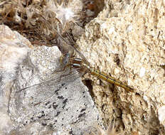 Image of Skimmers (Dragonflies)