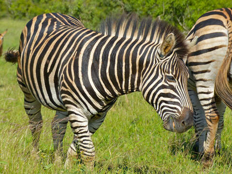 Image of Burchell's Zebra