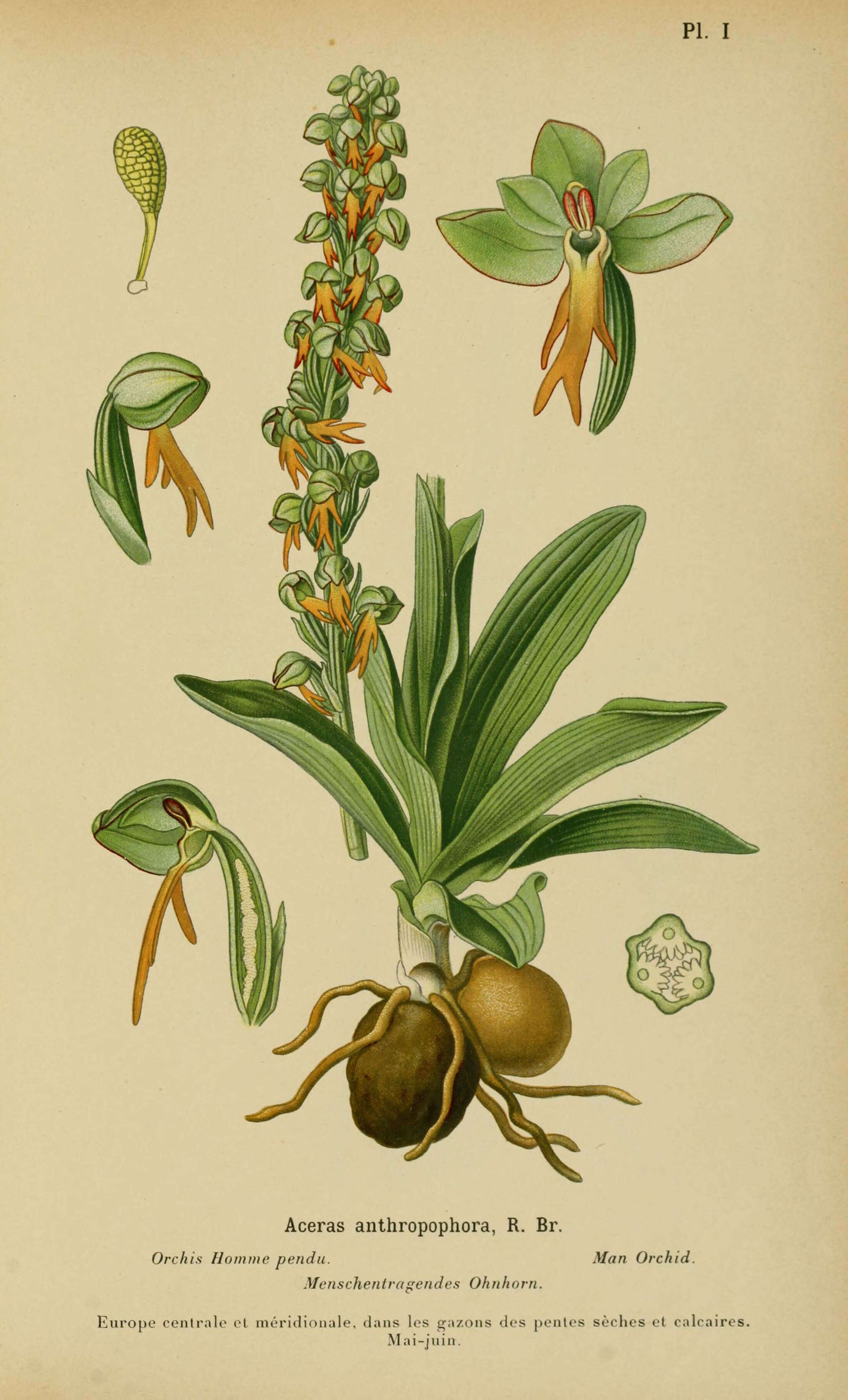 Image of Man Orchids