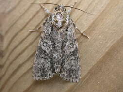 Image of Dagger Moths