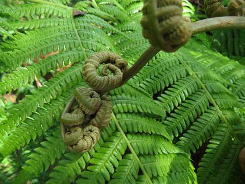 Image of Hapu'u