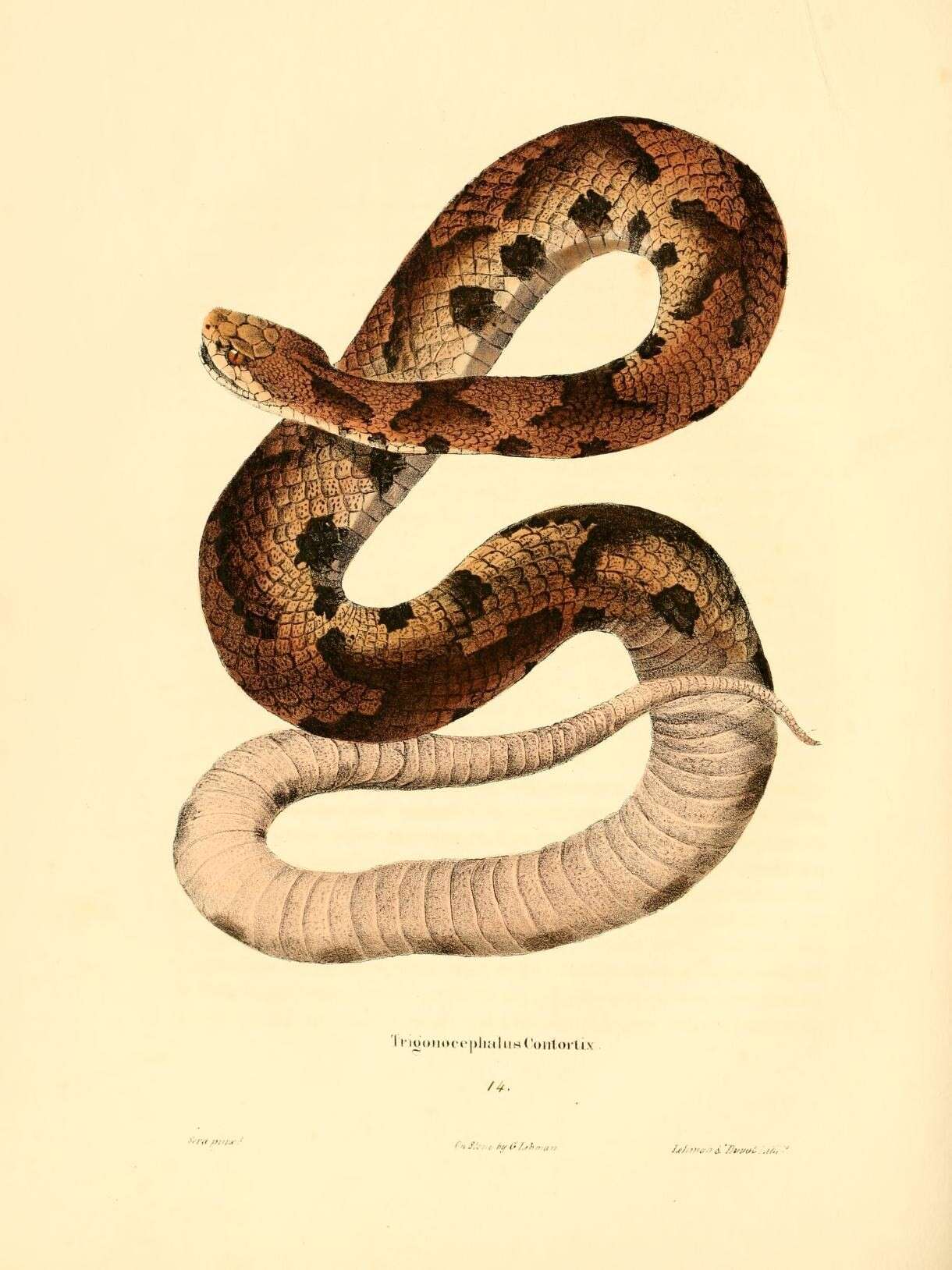 Image of Trigonocephalus