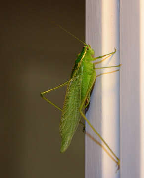 Image of Treetop Bush Katydid