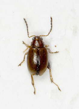 صورة Longitarsus jacobaeae (Waterhouse 1858)