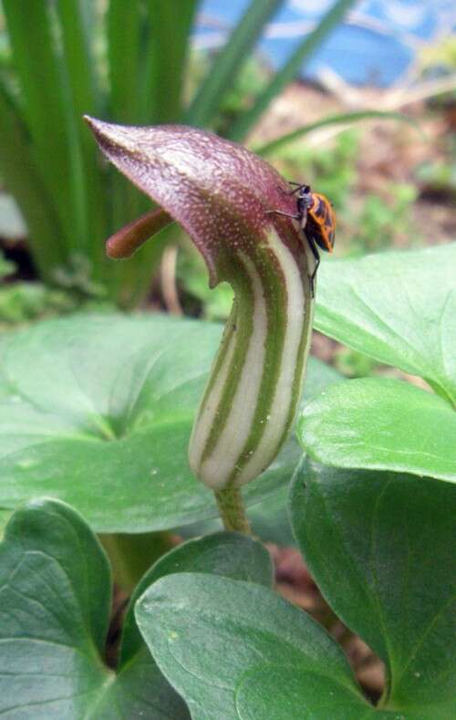 Image of Arisarum