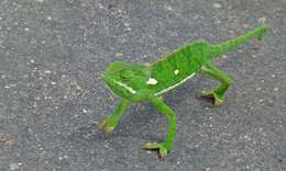 Image of chameleons