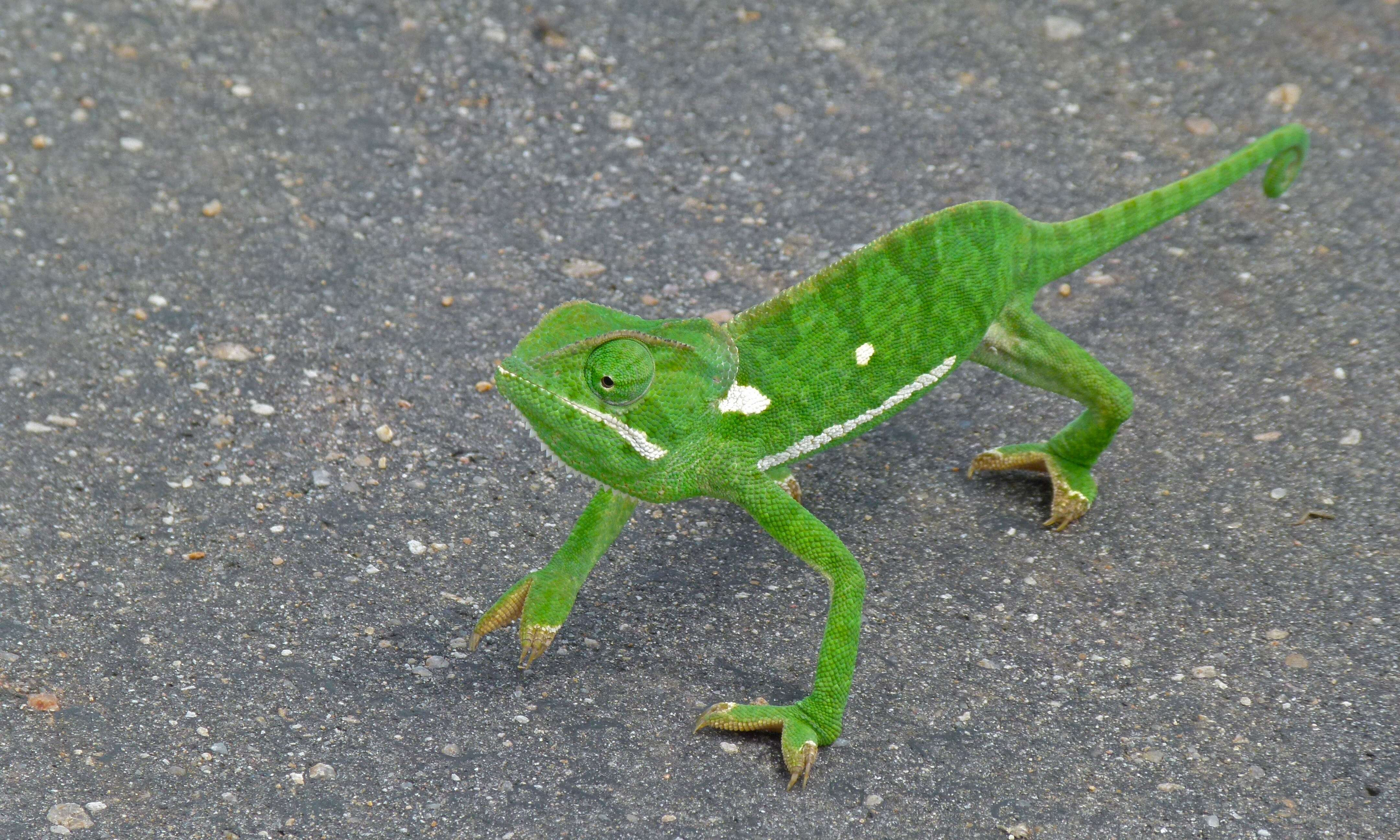 Image of chameleons