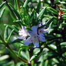 Image of Westringia brevifolia Benth.