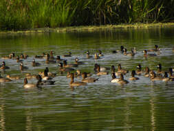 Image of Lesser Scaup