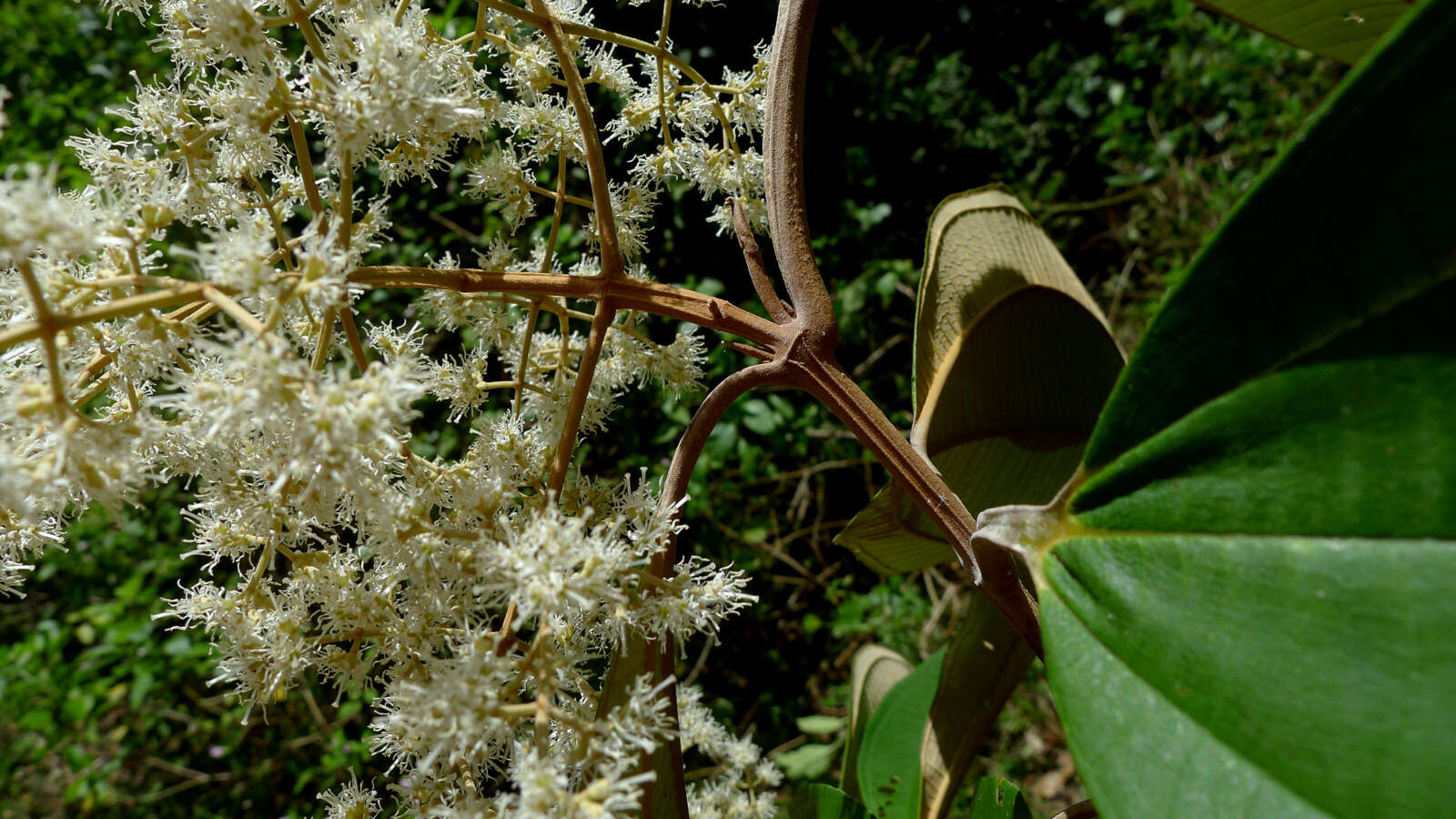 Image of Miconia hypoleuca (Benth.) Triana