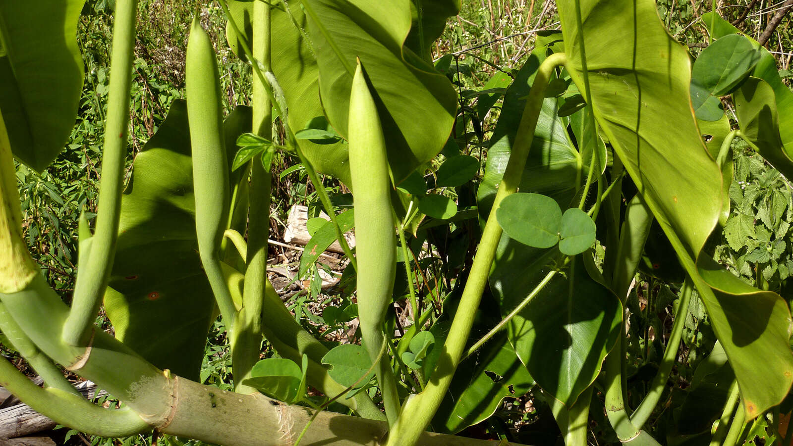 Philodendron quinquenervium Miq. resmi